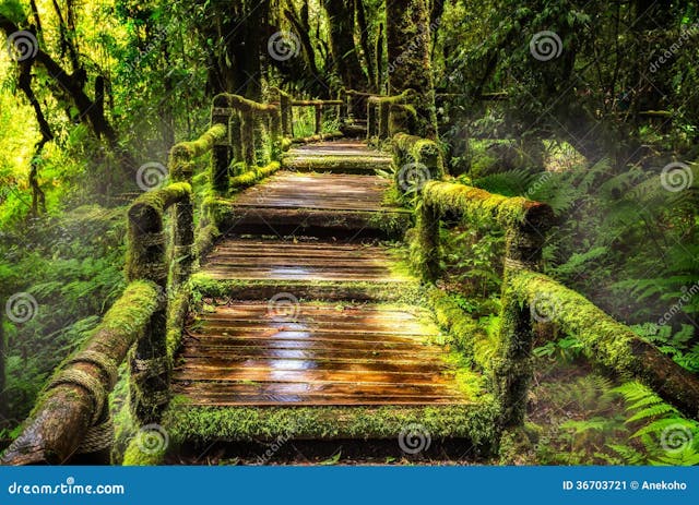 https://thumbs.dreamstime.com/z/beautiful-rain-forest-ang-ka-nature-trail-doi-inthanon-national-park-thailand-36703721.jpg